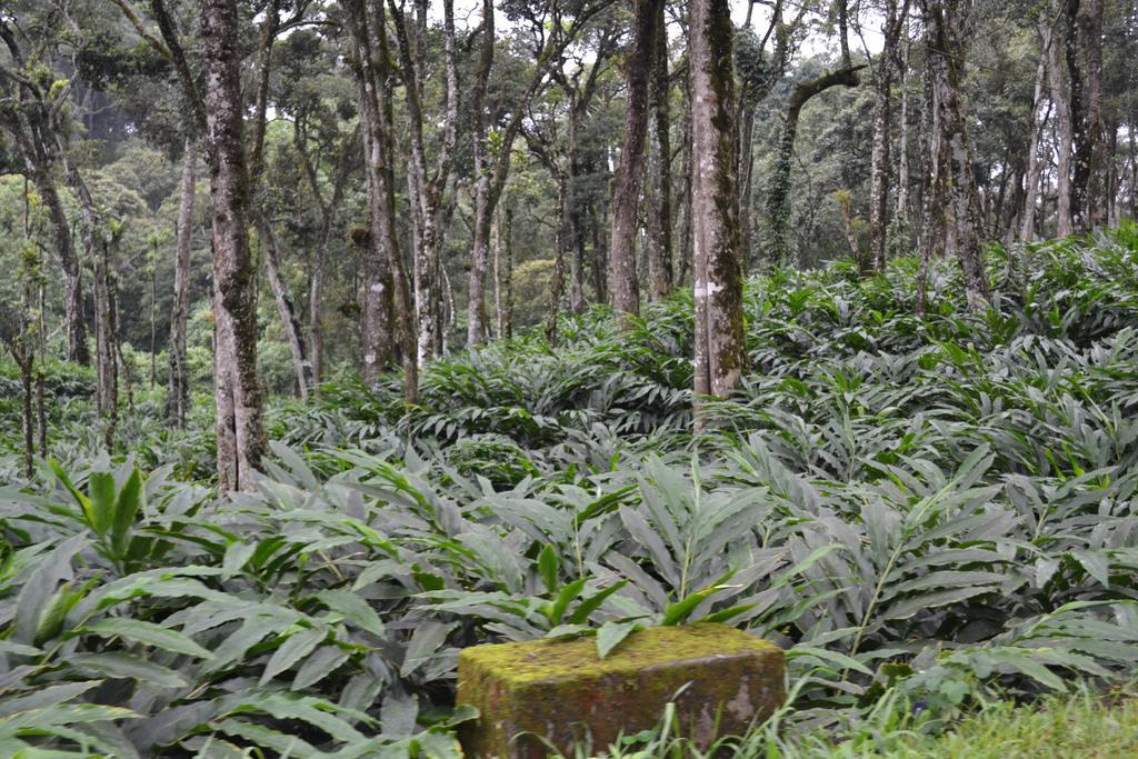 Ferndale Homestay Thekkady Exteriör bild